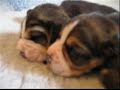 Beagle - miot \"S\" drugi tydzie? Beagle - miot \"S\" drugi tydzie?