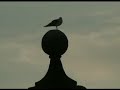 PORTO (Portugal) - http://planeta.clix.pt/jorgetavares