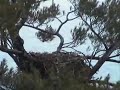 Maine Bald Eagle 11/25/09 8:17am