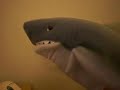 shark puppet