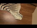 Genuine Zebra Skin or Hide without felt backing Upholstery Grade
