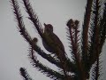 Song Trush - Turdus philomelos