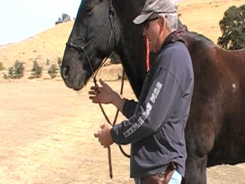 how to fasten rope halter