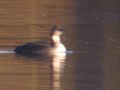Pacific Diver in Yorkshire Pacific Diver in Yorkshire