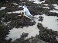 Roscoff - Un phoque sur la plage ( 2 )