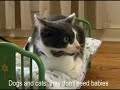 Help! Cat Video Help! Cat Video