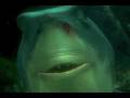 videos de Finding Nemo Recut(A7BrownTravis)