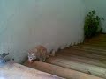 GATO LOCO