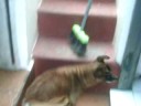 Bethowen - Meu cãozinhu Bethowen - Meu cãozinhu