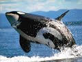 Dolphins and Orcas