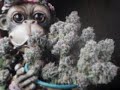 Mr Sancho Thugstaz wanna get high Chopped N Scrwed