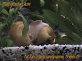 Fecondation Ampullaires (escargot jaune)