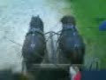 shetties
