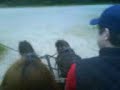 shetties