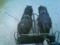 shetties
