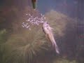 Corydora Aeneus spawning 7