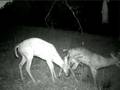8pt. Buck sticks his rack in 10pt. to get at the bowl