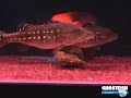 TAIWAN  polypterus