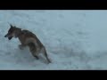 Shiba Inu Catching Snowballs Shiba Inu Catching Snowballs