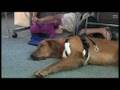 True Tails - Brayden & Puah