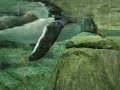 pingouins biodome