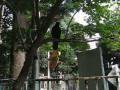 videos de MVI_4975_yanaka-karasu2div-1passquant8short.avi