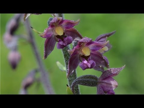 Heimische Orchideen: Orchideen Thster Berg (Niedersachsen)