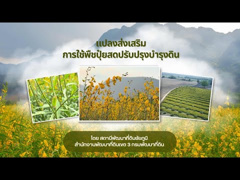 แปลงส่งเสริมการใช้พืชปุ๋ยสดปรับปรุงบำรุงดิน