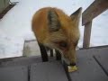 Red Fox 4 Red Fox 4