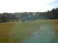dressage 3 year old horse