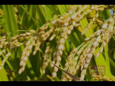 how to harvest rice in arkansas