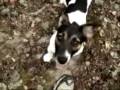 videos de Dogbook Movie: orage en for&Atilde;&ordf;t