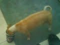 well thats my dog, ginger.....she loves soda...specially pepsi....