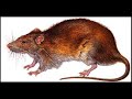 la spazzatura monnezza la spazzatura monnezza