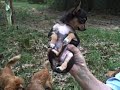 Puppy wrestlefest