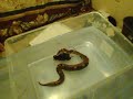 Ball python live feeding #2 Ball python live feeding #2