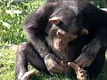 ** Hilarious** Silly Chimpanzee...