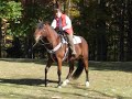 Horse reacts to narrow bit in sidepass training
