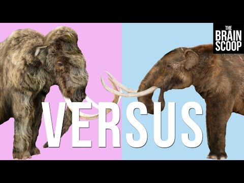 Mammoths vs Mastodons: Can we de-extinct them both?
