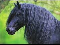 le frison le frison