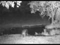 videos de Hippos w/sounds Elephant Plains