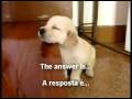 videos de Conductas caninas - canine behaviors - comportamentos caninos