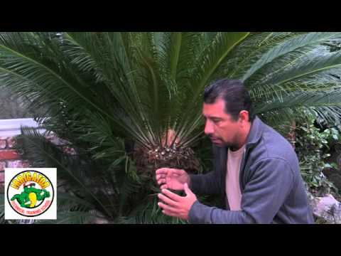 how to replant sago palm pups