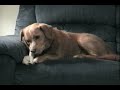 Dog Bites own Leg
