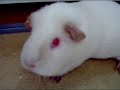 Guinea-pig trick: Sit Like a Rabbit