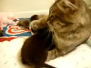 Kitty looking for mommy