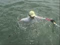 Water Bird in Hawaii