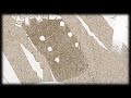 Almost Lovers - Hana To Akuma (BETA)