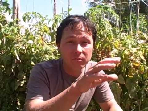 how to control slugs