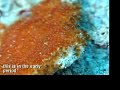 Macro marine life in Derawan Coast
